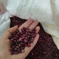 لوبیا قرمز محلی