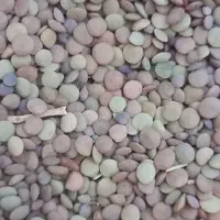 عدس برای کشت و کار