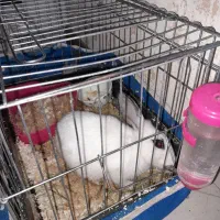 خرگوش چشم اشکی نصف قیمت|موش و خرگوش|تهران, استخر|دیوار