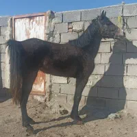 اسب مادیان ۳ساله