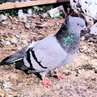 کبوتر کاشانی پرشی|حیوانات|ایرانشهر, |دیوار