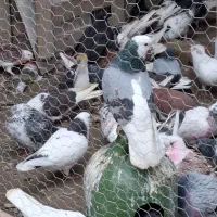 فروش تقریبا30جفت