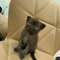 اسکاتیش ماده