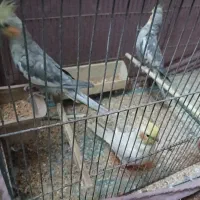 طوطی ۴ماه دستی  سخنگو همه نر هستن یک ماده