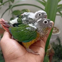انواع گرینچک سرلاکی