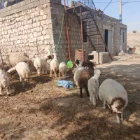 ۱۰عدد بره دویره نمونه