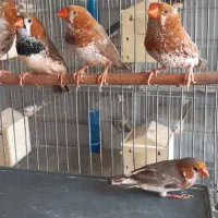 فنچ گلدین زبرا کرواتی بنگالی|پرنده|کرج, ساسانی (قلمستان)|دیوار