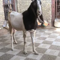 سه عدد بز نرمست گوش دراز ازنسلدوغلوزا