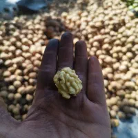 گردو پاک شده کاغذی خیس