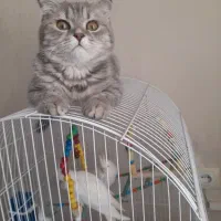 گربه اسکاتیش