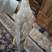 عروس هلندی زیبا نژاد سینامون|پرنده|شیراز, دست خضر|دیوار