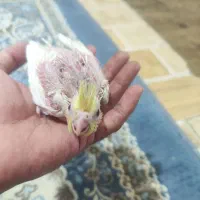 جوجه دو‌هفته عروس لوتینو