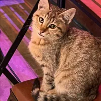 واگذاری گربه فقط با تعهد و هزینهٔ اولیه