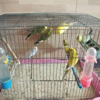 مرغ عشق بالغ|پرنده|شیراز, فضلآباد|دیوار