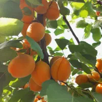 انواع نهال میوه و خشکبار پربار و زودبازده|خدمات باغبانی و درختکاری|قزوین, |دیوار