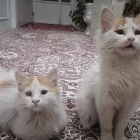 واگذاری بچه گربه