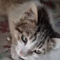 گربه|گربه|نیشابور, باغرود|دیوار