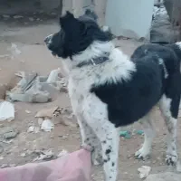 قدرجونی|سگ|رباط‌کریم, شهرک صنعتی زواره‌ای|دیوار