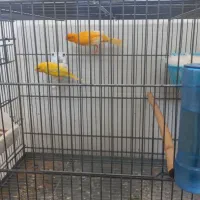 جفت  قناری....