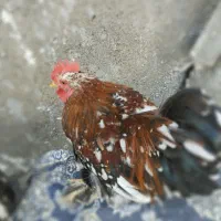 مرغ و خروس