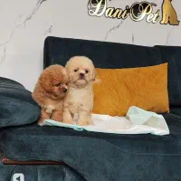 توله مینیاتور پودل ابریکات نقد و اقساط|سگ|تهران, وردآورد|دیوار