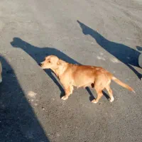 سگ جک راسل تریر شکاری|سگ|شیروان (خراسان), |دیوار