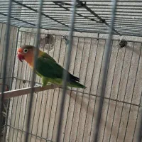 معاوضه کوتوله و مرغ عشق اسپانگل با عروس هلندی مولد