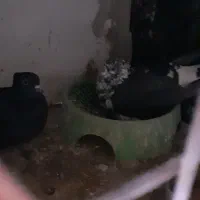 جفتی یهودی دم سفید|پرنده|کرمان, |دیوار