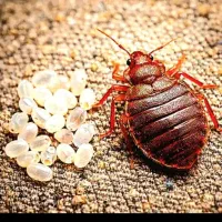 سمپاشی ضمانتی سیدخندان عباس ابادشریعتی کریمخان زند