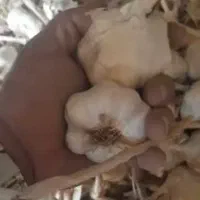 سیر سفید فروش فقط نقدی|خوردنی و آشامیدنی|بهار, |دیوار