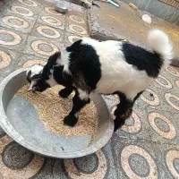 بز با بیگ|حیوانات مزرعه|شوشتر, |دیوار