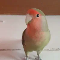 طوطی برزیلی