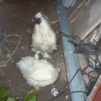 مرغ و خروس ابریشمی|حیوانات مزرعه|رشت, معلولین|دیوار