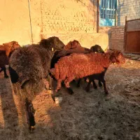 یک راس قوچ همو دوساله  جوان سرحال|حیوانات مزرعه|آبکوه, |دیوار