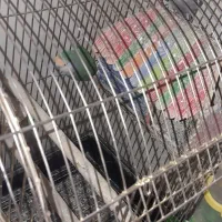 طوطی بریزیلی (کوتوله بریزیلی)