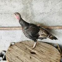 بوقلمون ماده تخم بوقلمون