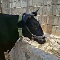 گاو یا شنگل هلشتاین ۹ماه آبستن