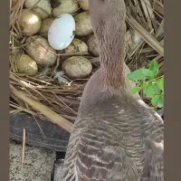 غاز|حیوانات مزرعه|ایرانشهر, |دیوار