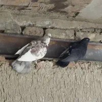 فروش کبوتر|پرنده|اصفهان, جاوان|دیوار