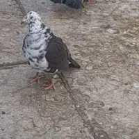 کبوتر عقابی سینه سفید یا بزک