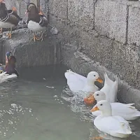 اردک کال سفید عروسکی