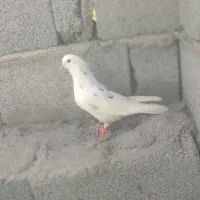 کبوتر پرشی|پرنده|تخت, |دیوار