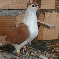 کله سیاه و شهری کاکول|پرنده|شیراز, شهرک گلها|دیوار