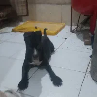 واگذاری تماس بگیرید لطفا|سگ|شهریار, شهریار|دیوار