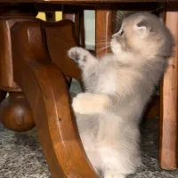 گربه|گربه|رشت, گلسار|دیوار