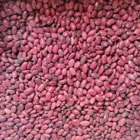 فروش ۱۲۰ کیلو لوبیای قرمز محلی