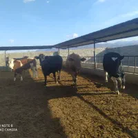 خریدار گاو و گوساله شما هستیم