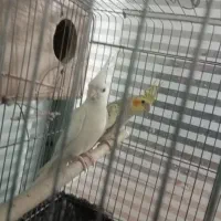 عروس هلندی مولد و جوجه