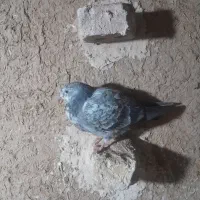 کبوتر|پرنده|پلدشت, |دیوار