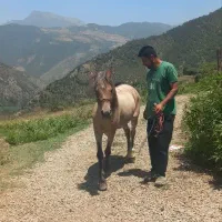 اسب